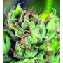 Tahoe Cure Feminised